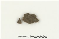 藏品(鳳尾苔屬)的圖片